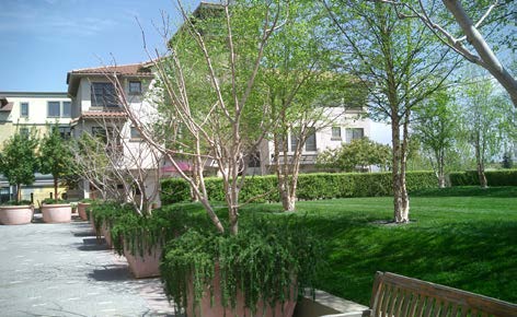 Landscaping 1_Focal Points